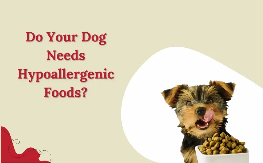 All About Hypoallergenic dog food: Do Your Dog Need?